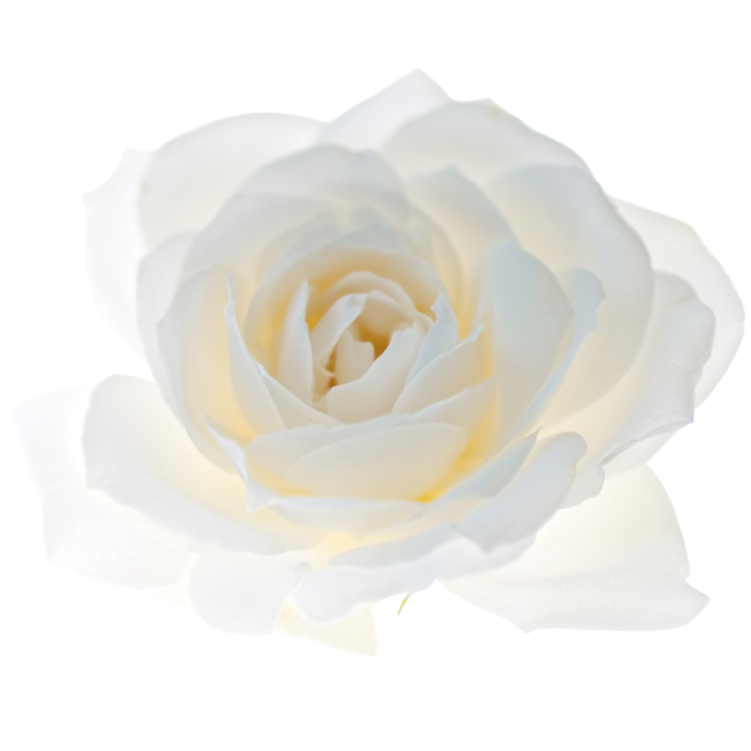Rose2